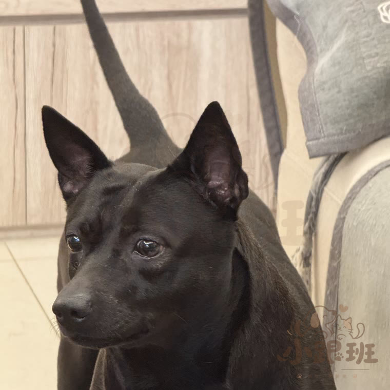 Coco, owner's photo