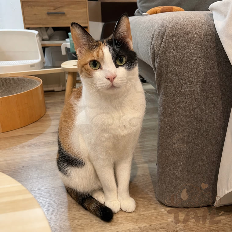 Huahua, owner's photo