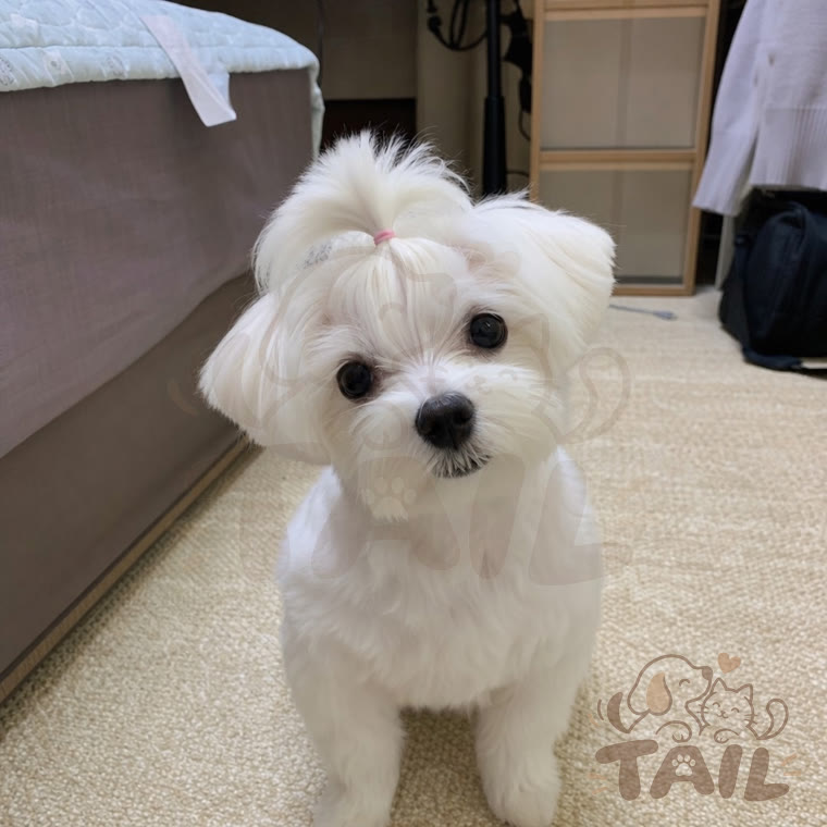 Chacha, owner's photo