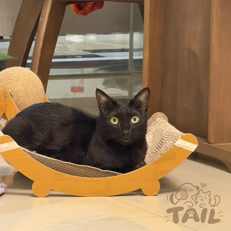 Luna, owner's photo
