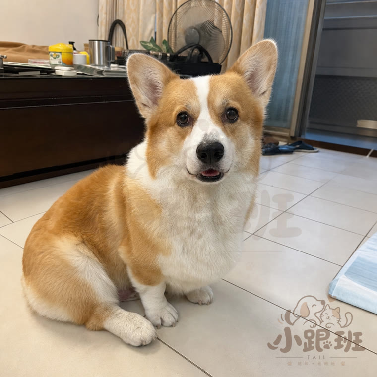 Diudiu, owner's photo