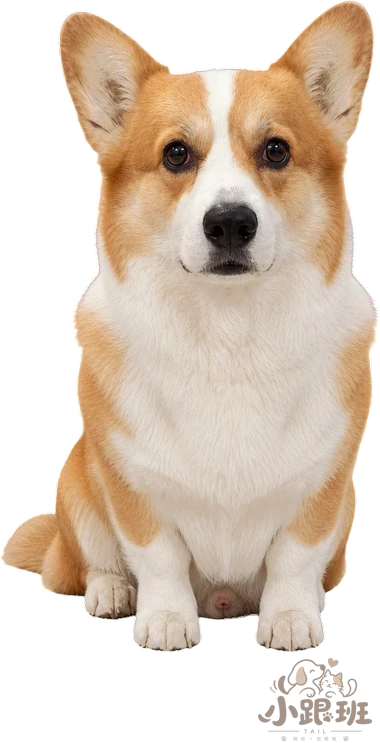 Diudiu on the desktop, sitting