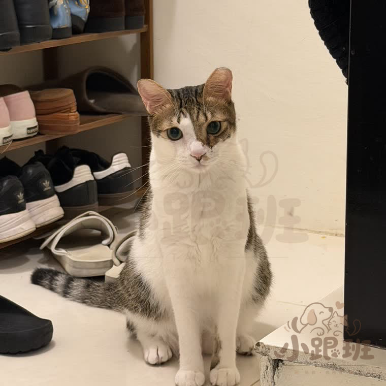 Mimi, owner's photo