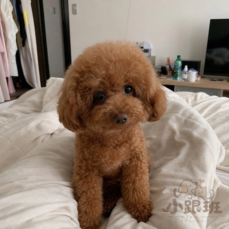 Pudding, owner's photo
