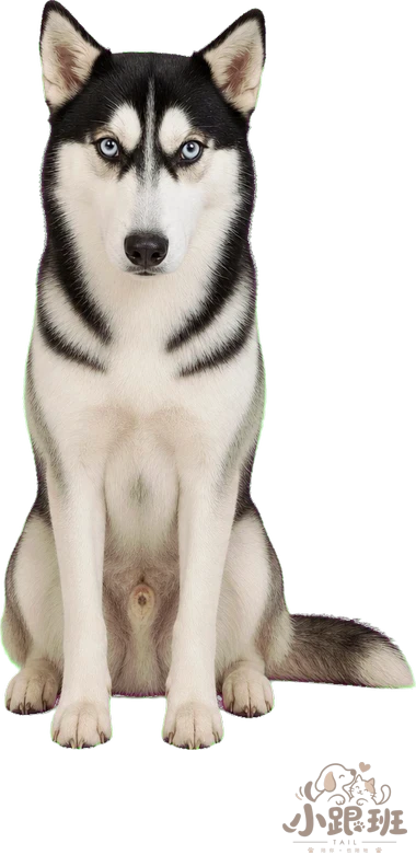 Lanlan on the desktop, sitting