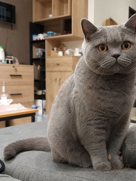 Mibao, owner's photo