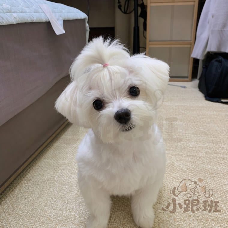 Chacha, owner's photo