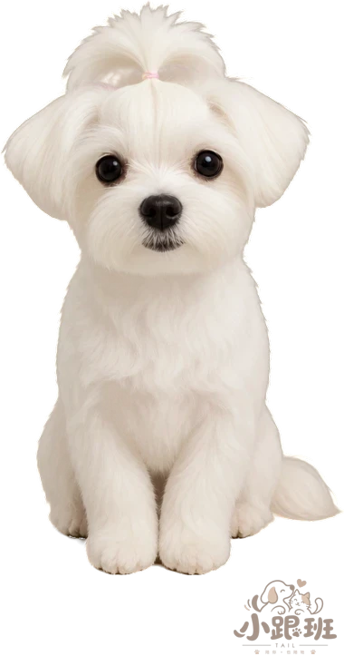 Chacha on the desktop, sitting