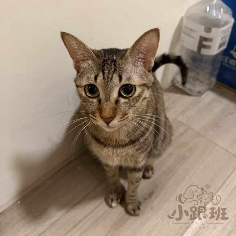 Hook, owner's photo