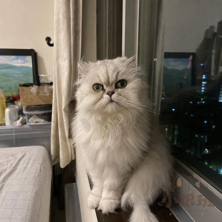 Snowball, owner's photo