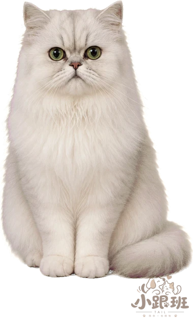 Snowball on the desktop, sitting